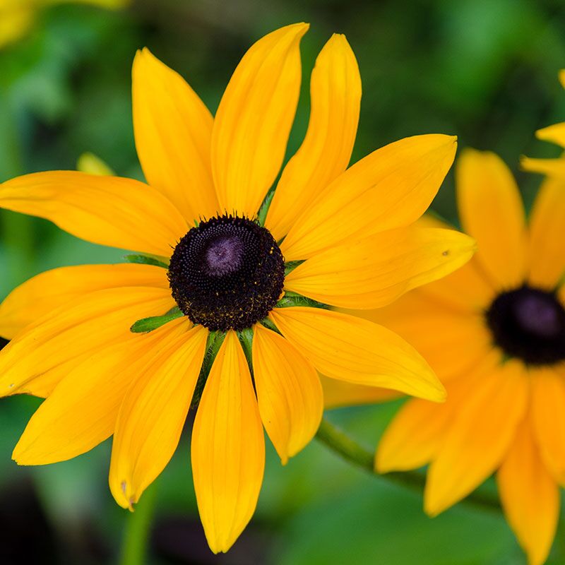 BlackEyedSusan Forever Wildflowers