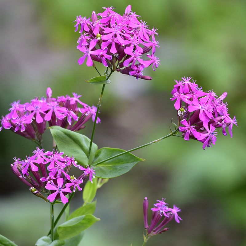 Catchfly Forever Wildflowers