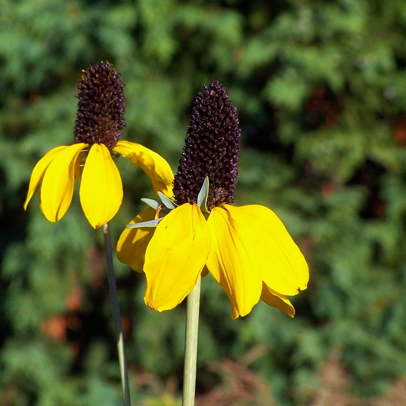 ClaspingConeflower Forever Wildflowers