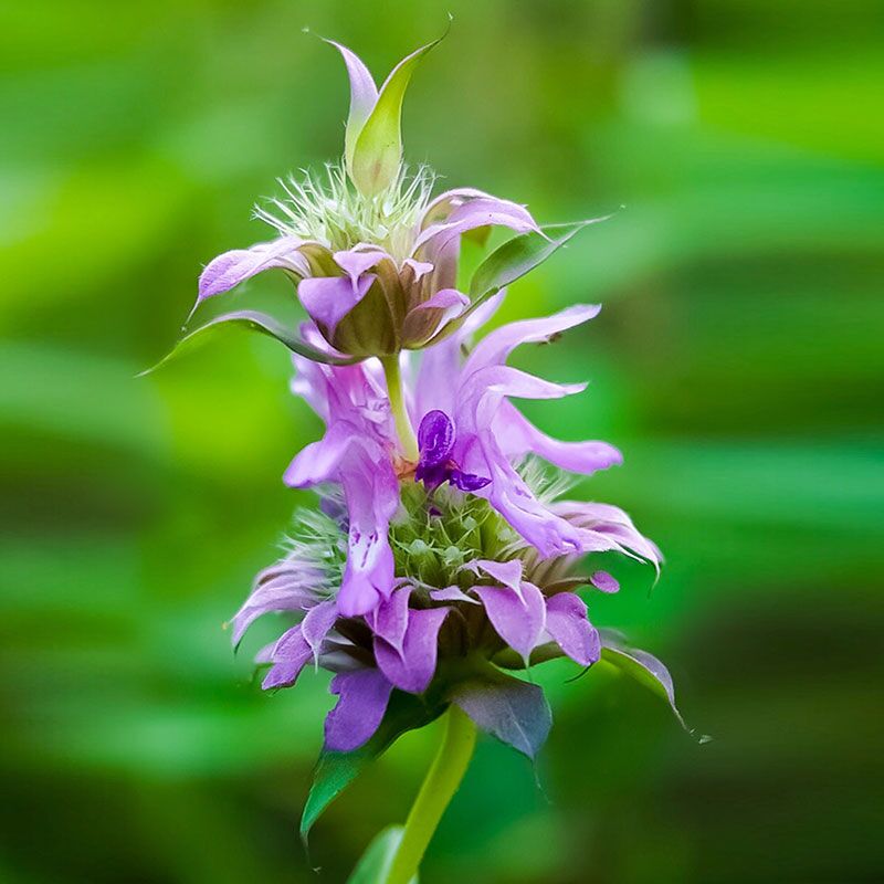 LemonMint Forever Wildflowers