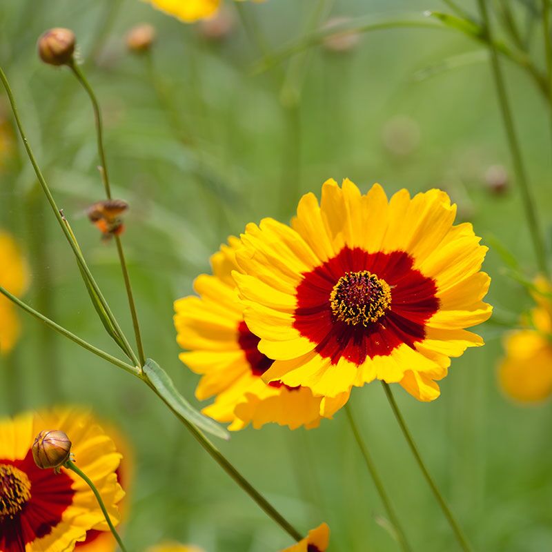 PlainsCoreopsis Forever Wildflowers
