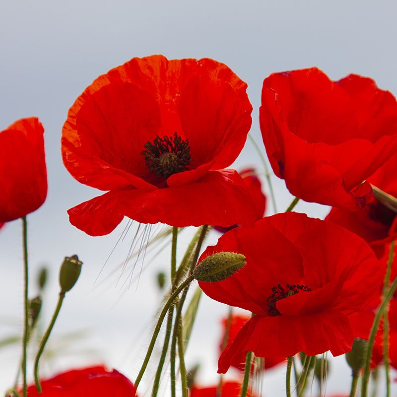 RedCornPoppy Forever Wildflowers