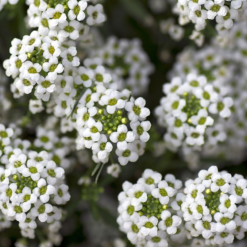 SweetAlyssum Forever Wildflowers